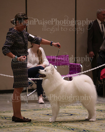 SCA2023_BRED BY PUPPY-3733