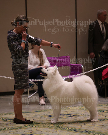 SCA2023_BRED BY PUPPY-3734