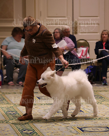SCA2023_BRED BY PUPPY-3737