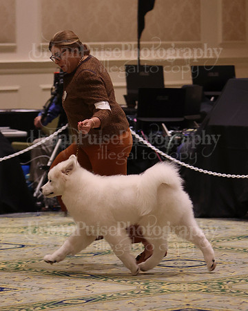 SCA2023_BRED BY PUPPY-3745