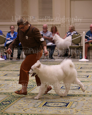 SCA2023_BRED BY PUPPY-3739