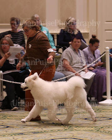 SCA2023_BRED BY PUPPY-3748
