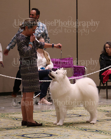 SCA2023_BRED BY PUPPY-3755