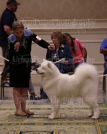 SCA2023_BRED BY PUPPY-3759