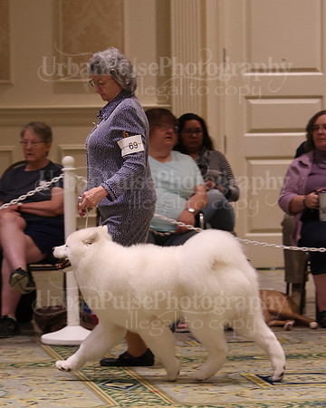 SCA2023_BRED BY PUPPY-3763