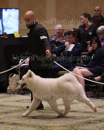 SCA2023_BRED BY PUPPY-3779