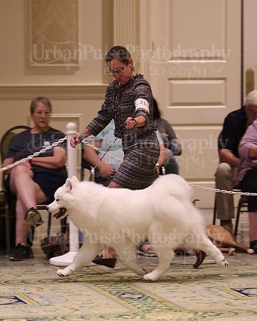 SCA2023_BRED BY PUPPY-3772