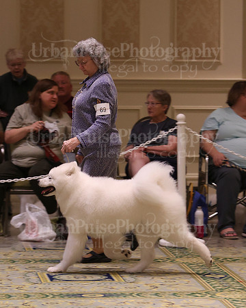 SCA2023_BRED BY PUPPY-3764