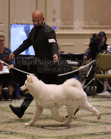 SCA2023_BRED BY PUPPY-3782