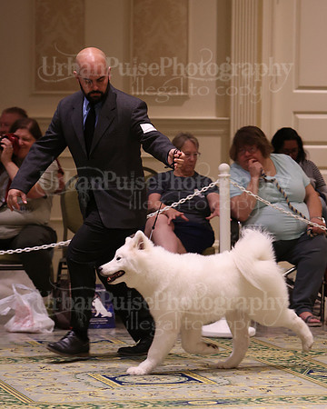 SCA2023_BRED BY PUPPY-3787