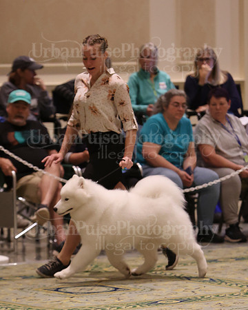 SCA2023_BRED BY PUPPY-3794