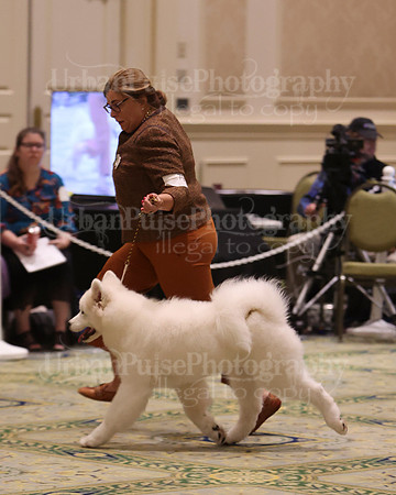 SCA2023_BRED BY PUPPY-3802