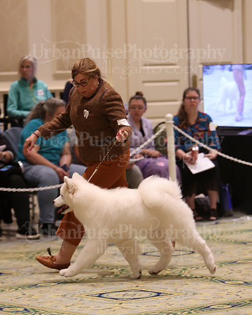 SCA2023_BRED BY PUPPY-3803