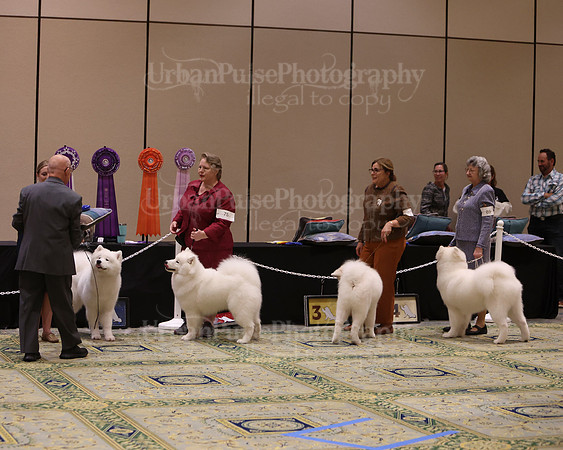 SCA2023_BRED BY PUPPY-3806
