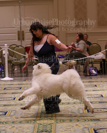 SCA2023_D AM BRED-4013