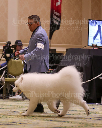 SCA2023_D8-10 VET-4696