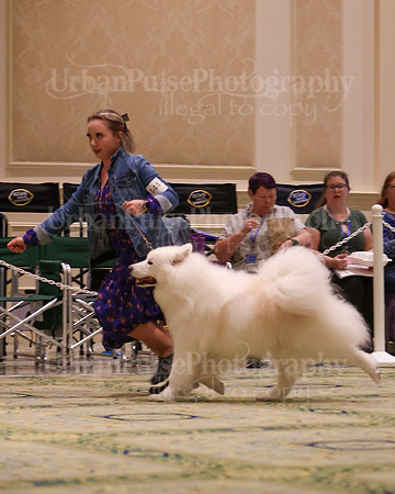 SCA2023_D8-10 VET-4721