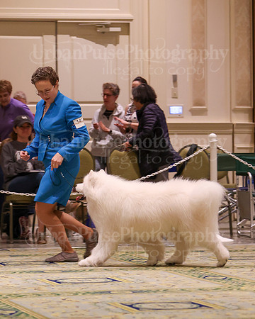SCA2023_D8-10 VET-4740