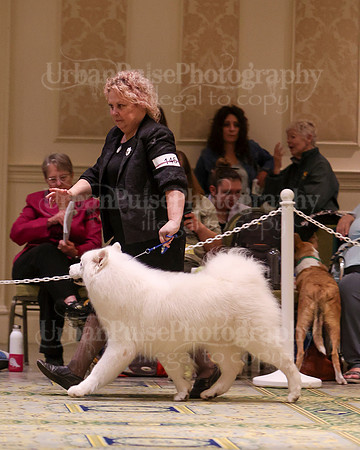 SCA2023_D8-10 VET-4768