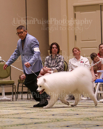 SCA2023_D8-10 VET-4809