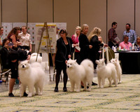 SCA2023_STUD DOG-5203