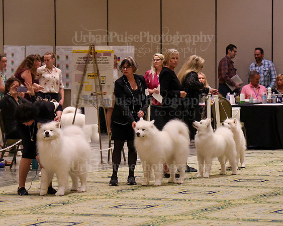 SCA2023_STUD DOG-5203