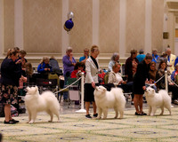 SCA2023_STUD DOG-5206