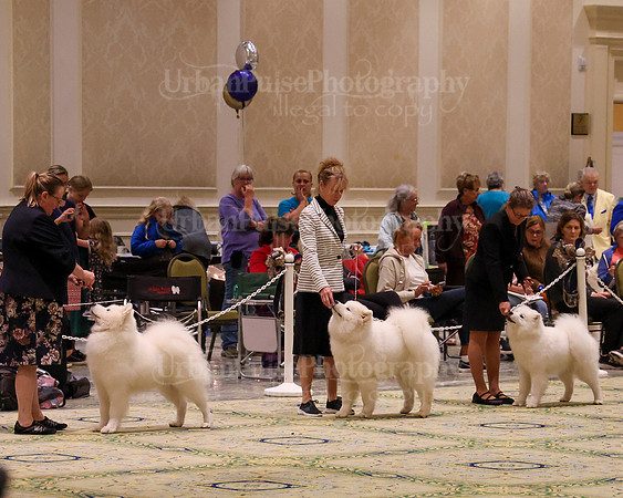 SCA2023_STUD DOG-5206