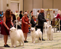 SCA2023_STUD DOG-5205
