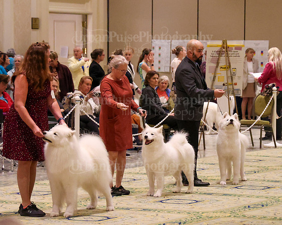 SCA2023_STUD DOG-5205