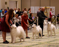 SCA2023_STUD DOG-5204