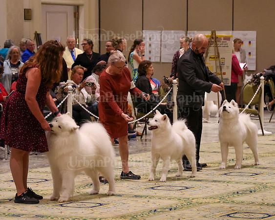 SCA2023_STUD DOG-5204