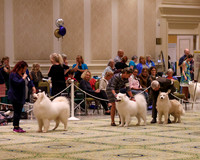 SCA2023_STUD DOG-5211