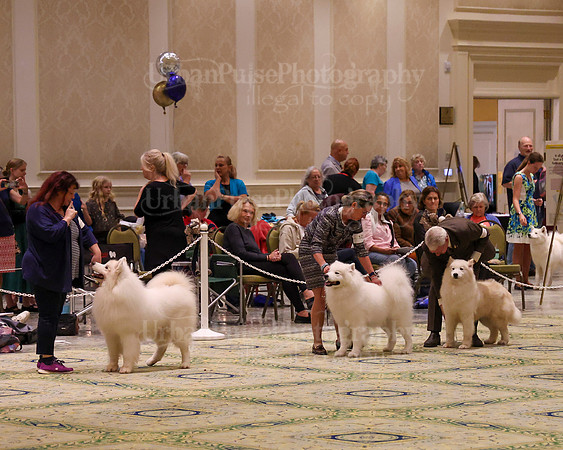 SCA2023_STUD DOG-5211