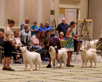SCA2023_STUD DOG-5212