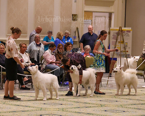SCA2023_STUD DOG-5212