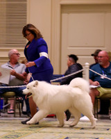 SCA2023_STUD DOG-5221