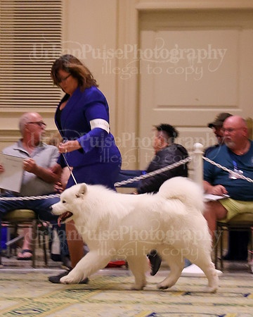 SCA2023_STUD DOG-5221