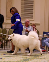 SCA2023_STUD DOG-5222