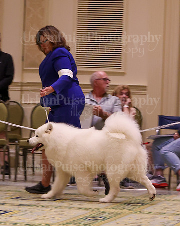 SCA2023_STUD DOG-5222