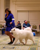 SCA2023_STUD DOG-5216
