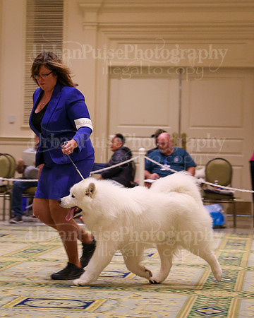 SCA2023_STUD DOG-5216