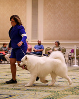 SCA2023_STUD DOG-5219