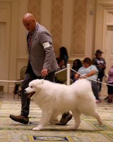 SCA2023_STUD DOG-5227