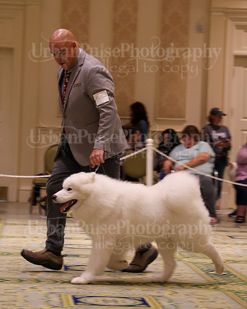 SCA2023_STUD DOG-5227