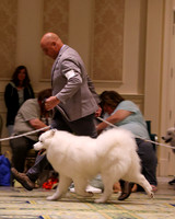 SCA2023_STUD DOG-5233