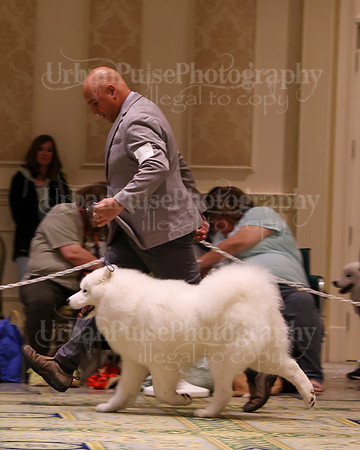 SCA2023_STUD DOG-5233