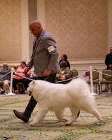 SCA2023_STUD DOG-5228