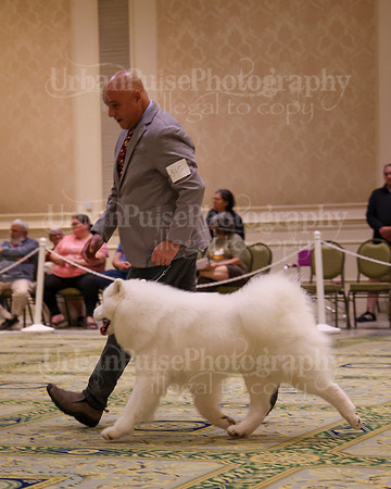 SCA2023_STUD DOG-5228