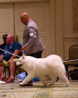 SCA2023_STUD DOG-5235
